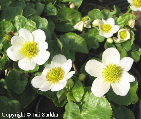 Valkorentukka, Caltha palustris var. alba Caltha palustris var. alba, valkorentukka